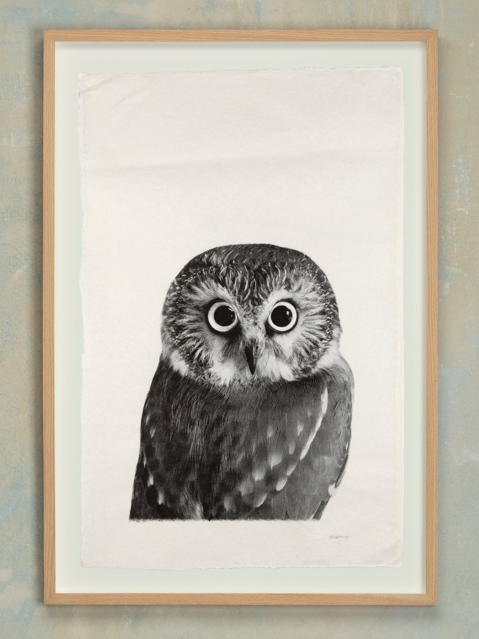 Saw Whet Owl - Jennifer MaHarry - Jes MaHarry