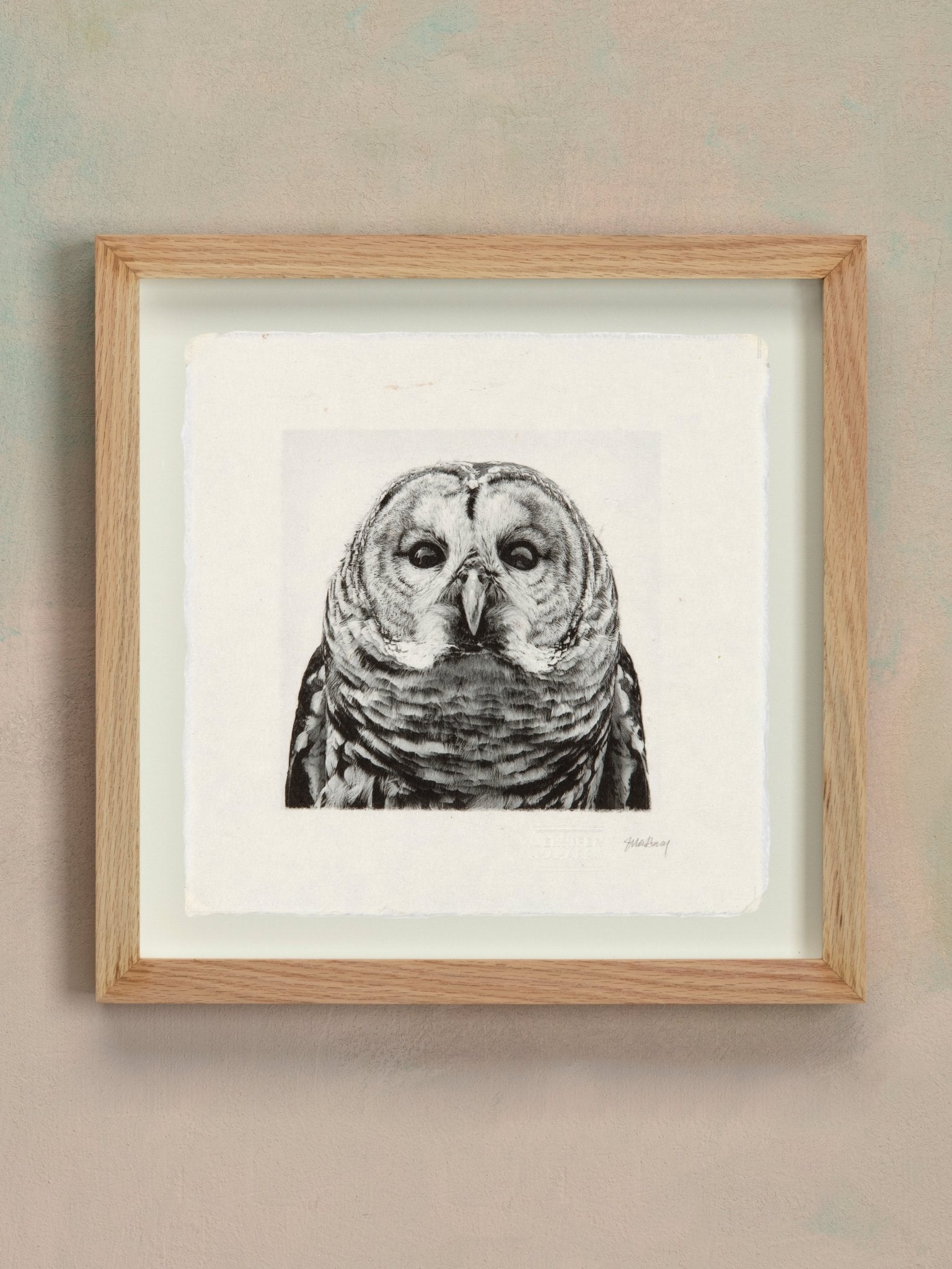 Barred Owl - Jennifer MaHarry - Jes MaHarry