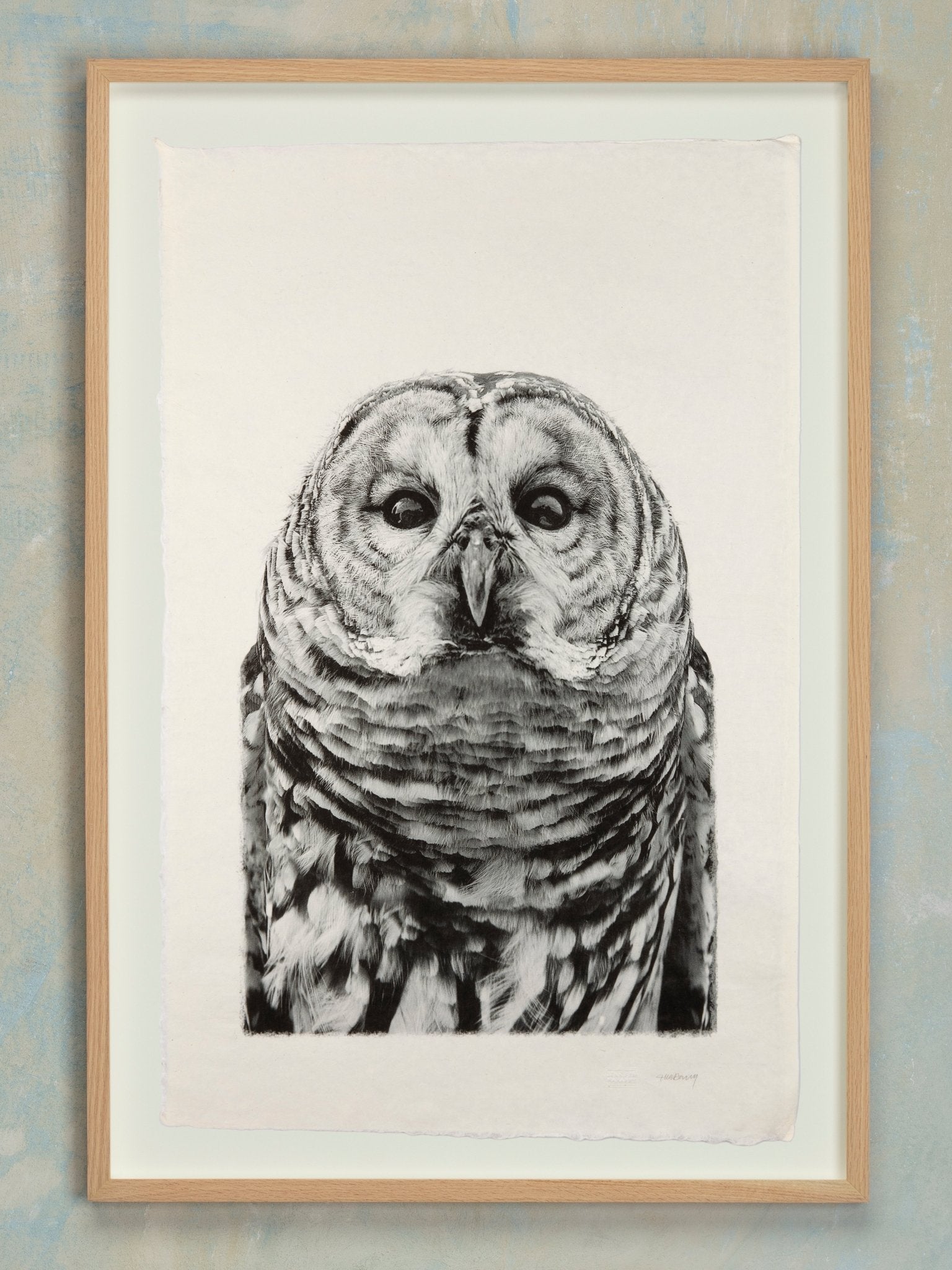 Barred Owl - Jennifer MaHarry - Jes MaHarry