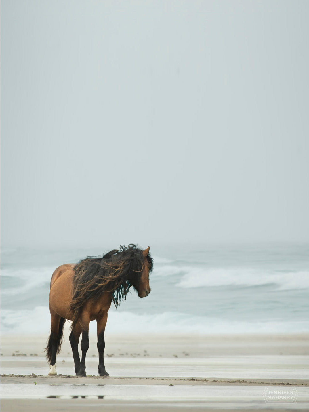 STALLION ON THE BEACH - UNFRAMED PRINT