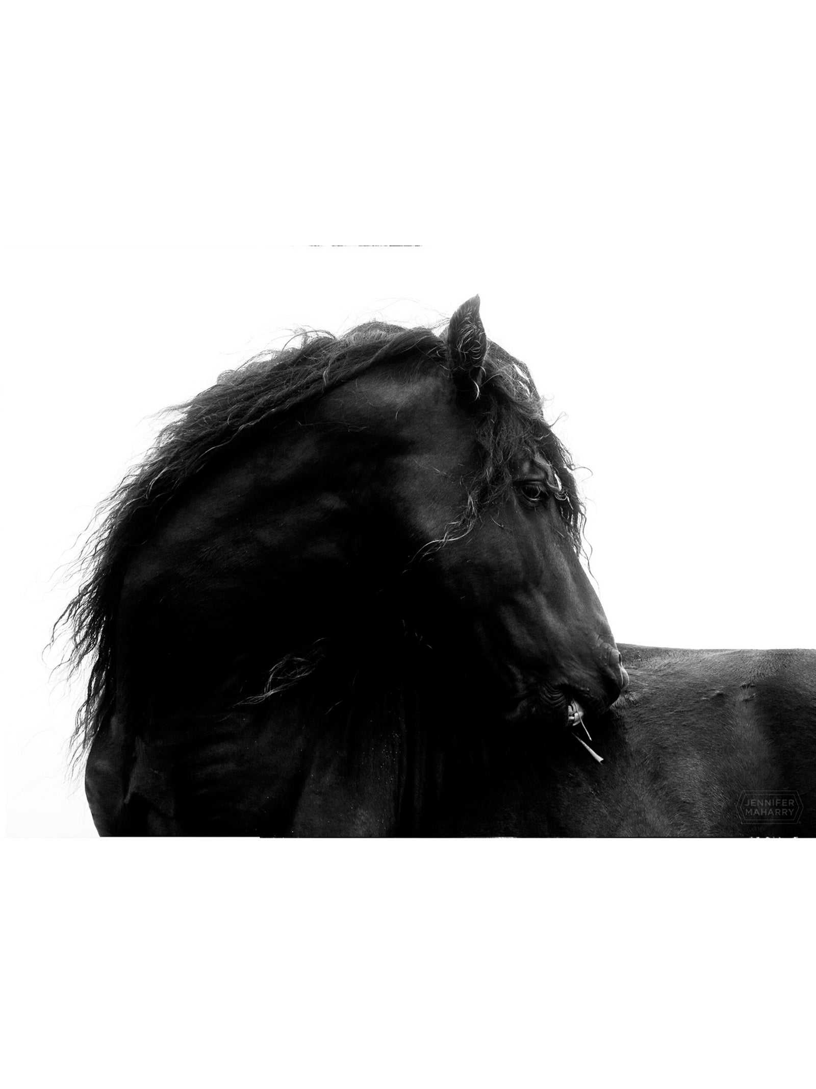 STALLION PROFILE - UNFRAMED PRINT