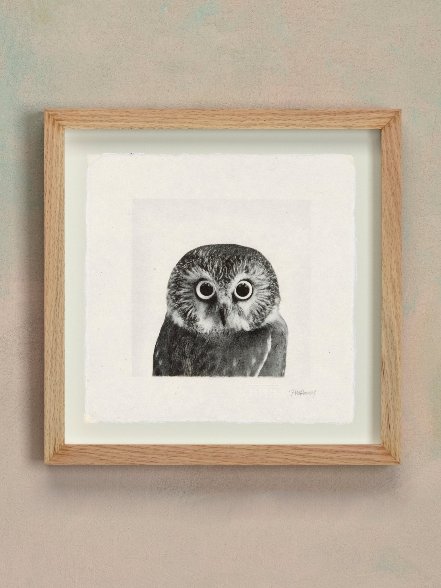 Saw Whet Owl - Jennifer MaHarry - Jes MaHarry