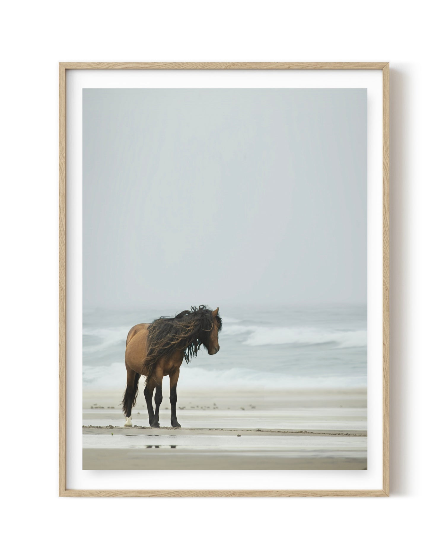 STALLION ON THE BEACH - UNFRAMED PRINT