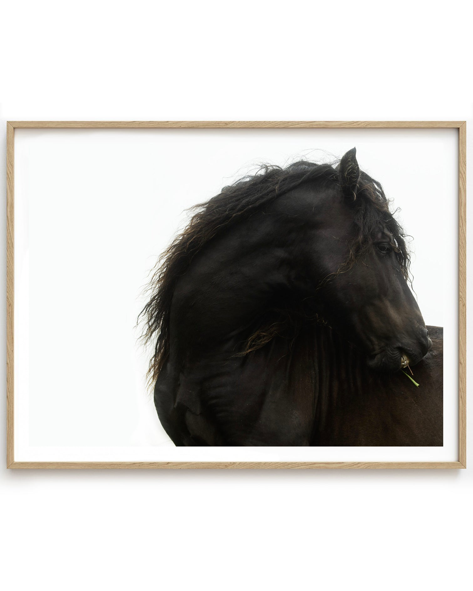 STALLION PROFILE - UNFRAMED PRINT