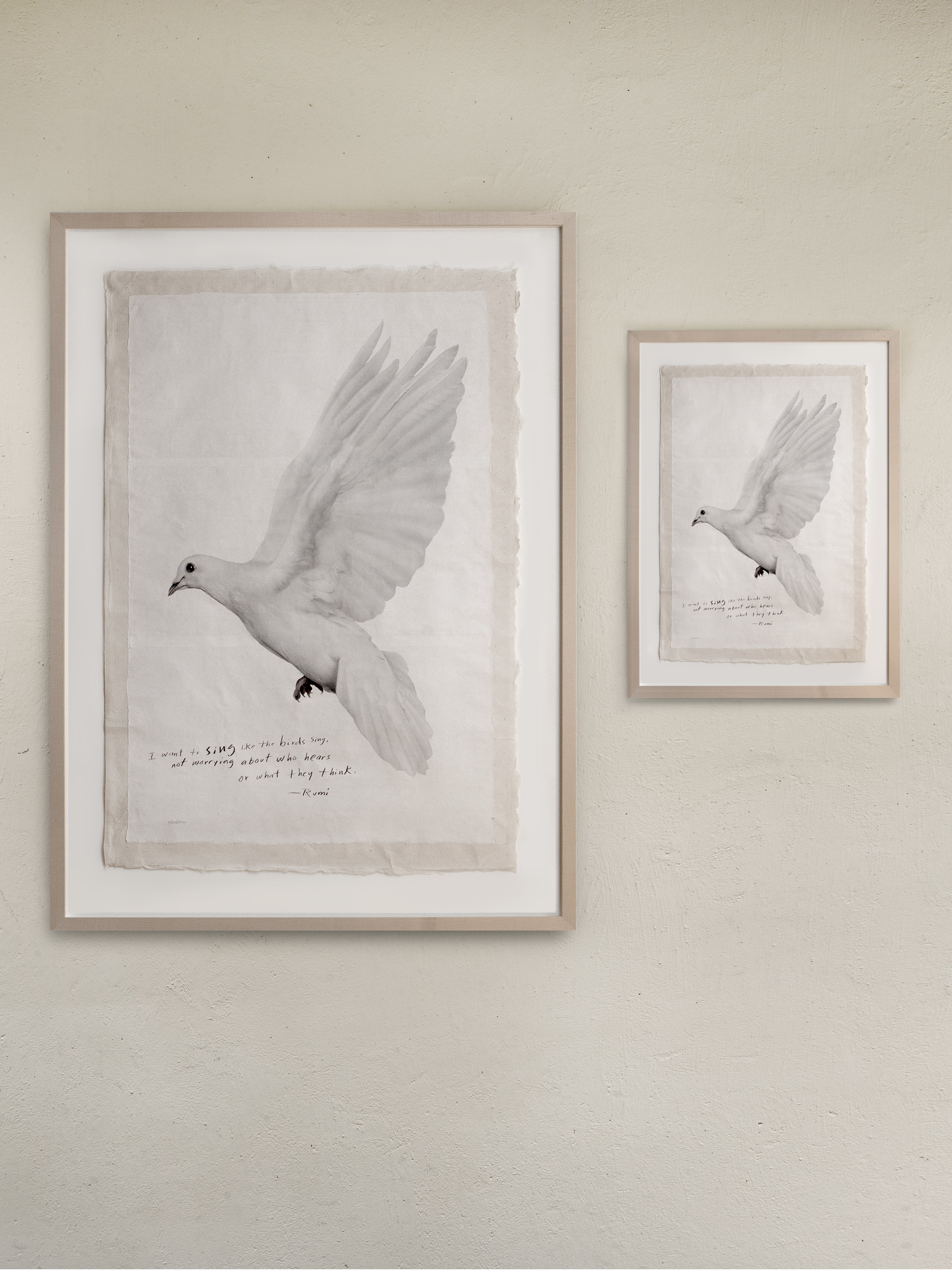 Singing Dove - Unframed Print