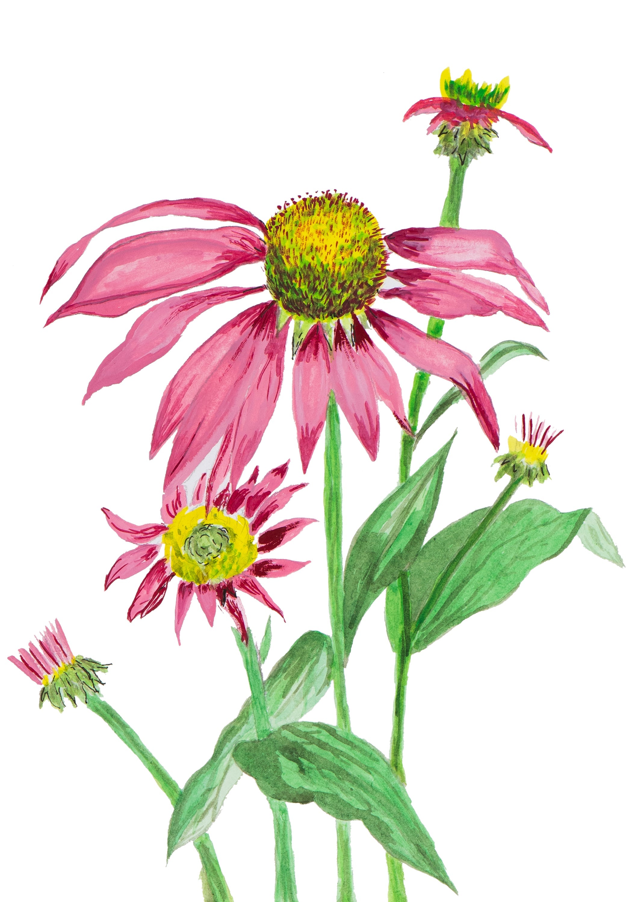 Echinacea, Gliclee Print  - Amelia Rose Fleetwood - Watercolor